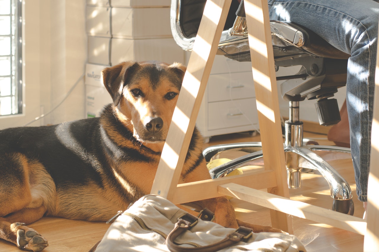 Puppy Proofing: Optimizing Office Spaces for Your Furry Friends